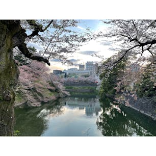 #東京
#武道館
#桜