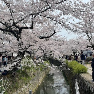 哲学の道🌸お花見の方で溢れかえっていました〜近くのお店で食べたフライドチキンとっても美味しかったぁ🍗花より団子？笑
