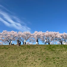 〰️Osaka🇯🇵〰️
#大阪狭山市#狭山池#桜