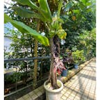 京都府立植物園(サンジャクバナナ)


#サント船長の写真