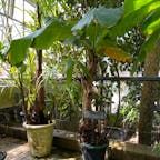 京都府立植物園(サンジャクバナナ)
家庭菜園で育つバナナで高さは三尺で1m未満で手ごろです。
バナナは水・肥料・太陽と三拍子が揃えば簡単に育ちます。

#サント船長の写真