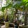京都府立植物園(サンジャクバナナ)
家庭菜園で育つバナナで高さは三尺で1m未満で手ごろです。
バナナは水・肥料・太陽と三拍子が揃えば簡単に育ちます。

#サント船長の写真