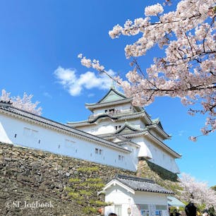 📍和歌山城
桜と天守閣
