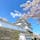 📍和歌山城
桜と天守閣