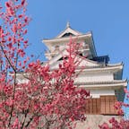 桜はまだつぼみだけど、梅の花が咲いてました🏯
#上山城