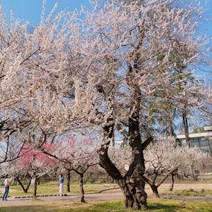🌸名所の霞城公園も桜はつぼみだったけど、梅が花を咲かせてました。満開は過ぎたかなというぐらいの咲きぶりですが、まだまだきれい。

桜はようやく花を咲かせた木がちらほら、ぐらいだったので、満開は次の週末ぐらいかなぁ。山形の春は遅めですね。