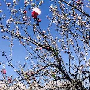 2022.4.9
呉羽山公園都市緑化植物園