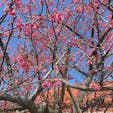 今帰仁城の桜　かろうじてこの木だけ咲いていた　来年は桜祭りに行きたい