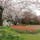 #東京
#立川
#国営昭和記念公園
#桜
#チューリップ