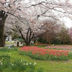 #東京
#立川
#国営昭和記念公園
#桜
#チューリップ