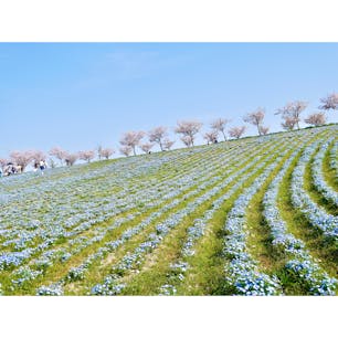 ネモフィラ畑綺麗でした！
まいしまシーサイドパーク