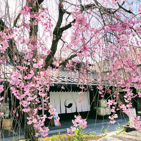 真澄の蔵元 宮坂醸造