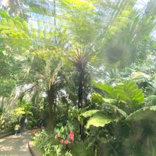 ヒカゲヘゴ
京都府立植物園
此のシダは約1億5000万年前から生息するシダで生きた化石と言われます、
日本では奄美大島に当たり前の様に有ります、時には自販機の横にも出来て居ます。

#サント船長の写真