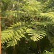 ヒカゲヘゴ
京都府立植物園

ヘゴは観葉植物でも人気の種類です。木性シダで、世界の湿度の高いところに生息しています。野生下では高さが最大7～8mと大きなものもあります。約800種類ありますが、日本では６種類で、一般的に流通しているのは南西諸島原産の『ヒカゲヘゴ』と呼ばれる種類です。

#サント船長の写真