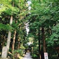 御岩神社へと続く参道
鮮やかな緑が癒してくれます。
そして、真っ直ぐに伸びる木々は心を戒めてくれてるようでした。
#茨城県#御岩神社