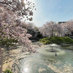 大阪　筒井池
桜が綺麗。市民の憩いの広場。