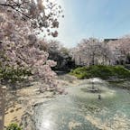 大阪　筒井池
桜が綺麗。市民の憩いの広場。