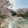 大阪　筒井池
桜が綺麗。市民の憩いの広場。