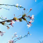 大阪　高槻新川の桜堤
何か天気良すぎて、春の息吹って感じの写真になった。