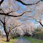 たまたま通りかかった福島の岳温泉の桜並木でお花見。

通りの名前も分かりませんが、道沿いにずらりと並んだ桜はちょうど満開でした。今年はあちこちでお花見できたなあ🌸