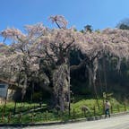 郡山市中田町にある地蔵桜です。
三春滝桜の娘と言われています。