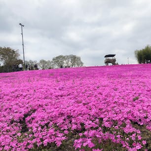 市貝町の芝ざくら公園に出掛けてきました。
ちょうど見事の時期でピンクなどの色鮮やかな芝ざくらが咲いていました🌸
ほんのりお花の香りも漂い、癒されてきました❤️
#栃木県市貝町#芝ざくら公園#芝桜