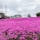 市貝町の芝ざくら公園に出掛けてきました。
ちょうど見事の時期でピンクなどの色鮮やかな芝ざくらが咲いていました🌸
ほんのりお花の香りも漂い、癒されてきました❤️
#栃木県市貝町#芝ざくら公園#芝桜