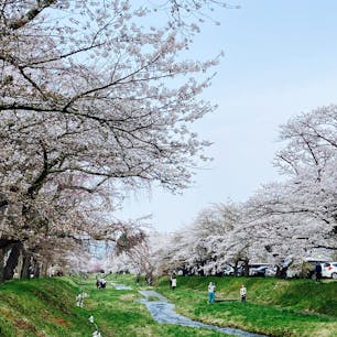 標高が高い猪苗代町の観音寺川は、4月下旬に満開になりました。