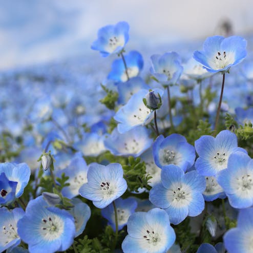 国営ひたち海浜公園