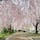 1キロメートル以上続く枝垂れ桜のトンネルは見事でした。