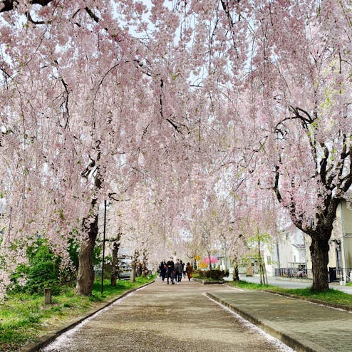 日中線記念自転車歩行者道のしだれ桜並木