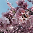 上野公園の桜をレトロチックに撮ってみました。

最近の写真加工は凄いと感じさせる1枚になりました。