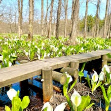 秋田県　刺巻湿原ミズバショウ群生地