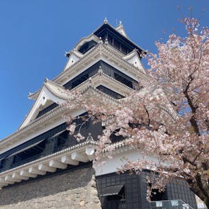 少し前に行ってきました。
桜とお城が綺麗でした。

@熊本城