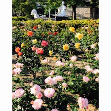 2022.5.3
福山市中央公園
バラ園