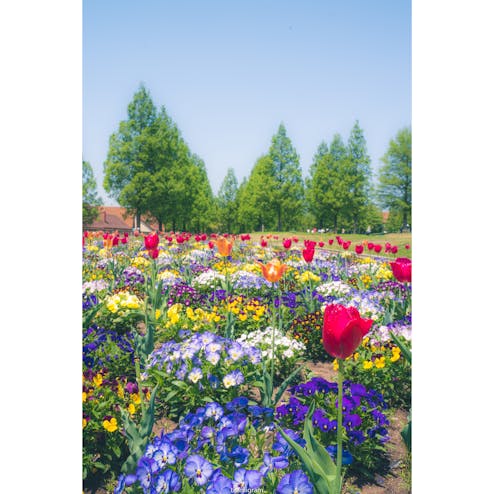 滋賀農業公園ブルーメの丘