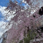 軽井沢の枝垂れ桜。
気温が低い場所なので5月連休中でも咲いてました♪