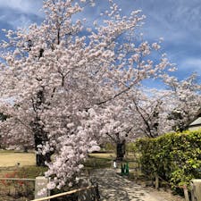 二条城の桜

2022年4月 @京都
