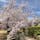 二条城の桜

2022年4月 @京都