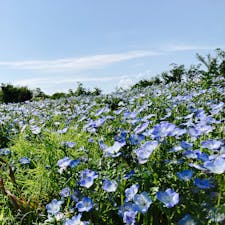 GWに行った、馬見丘陵公園。
ネモフィラがキレイでした。自然満喫。

#馬見丘陵公園
#奈良県
#ネモフィラ