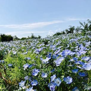 GWに行った、馬見丘陵公園。
ネモフィラがキレイでした。自然満喫。

#馬見丘陵公園
#奈良県
#ネモフィラ