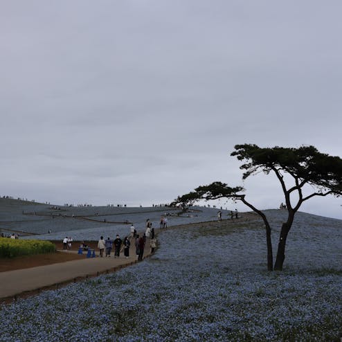 国営ひたち海浜公園