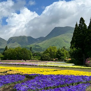 色鮮やかな沢山の花々＆くじゅう連山の景色で目も心も癒される
季節によって色々な花を楽しめそう♪

#熊本・大分の旅　#1歳子連れ旅