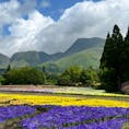 色鮮やかな沢山の花々＆くじゅう連山の景色で目も心も癒される
季節によって色々な花を楽しめそう♪

#熊本・大分の旅　#1歳子連れ旅