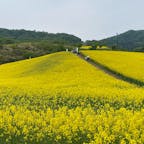 熱塩加納村の三ノ倉高原花畑は、山ごと全部黄色に染まります。