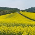 熱塩加納村の三ノ倉高原花畑は、山ごと全部黄色に染まります。