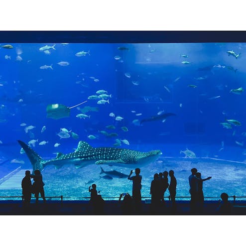 沖縄美ら海水族館