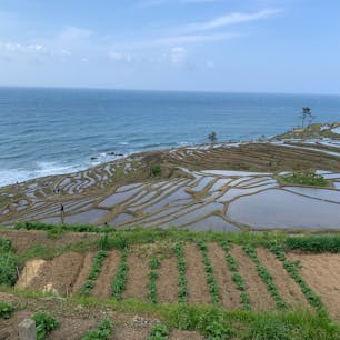 白米千枚田🌾
絶景すぎました