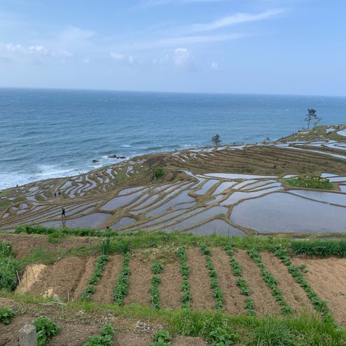 白米千枚田