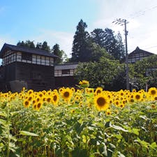 金沢市平栗のひまわり畑🌻晴天の猛暑でひまわりは元気に咲いてましたが、人間には暑すぎて10分足らずで退散しました……。